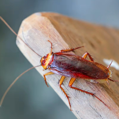cockroach control