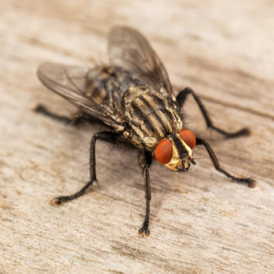 house-fly control