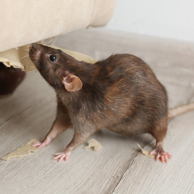 rate/roadent control