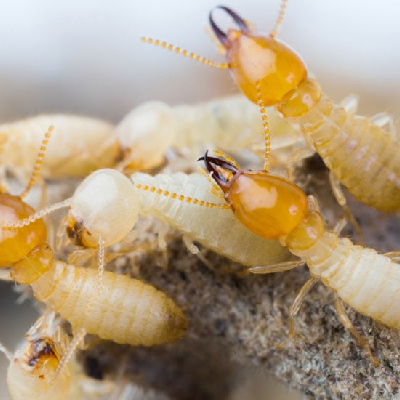 termite control